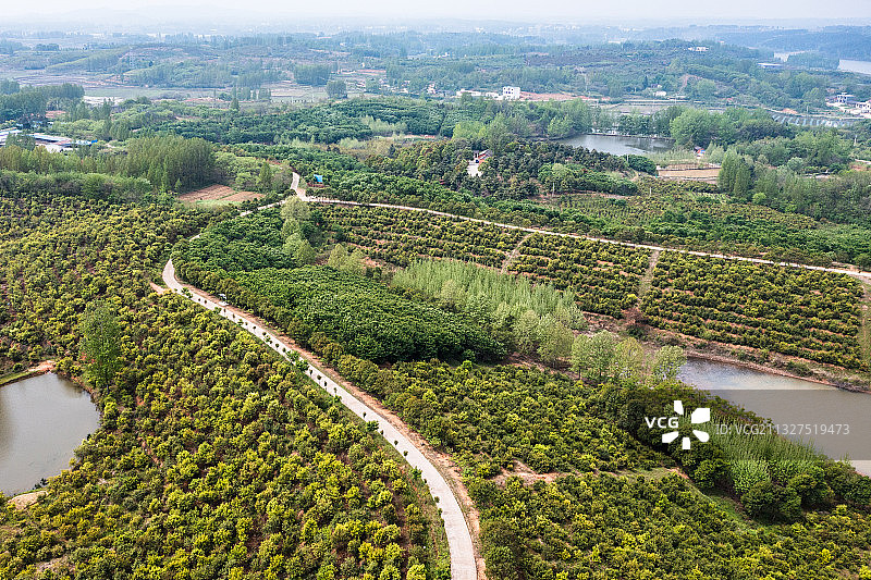 河南省信阳市光山县文殊乡司马光油茶园图片素材