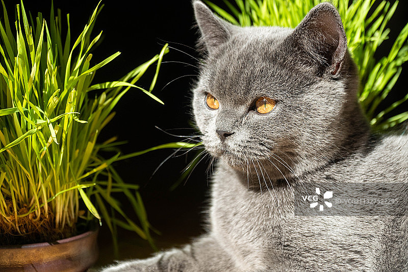 阳光下的蓝猫图片素材