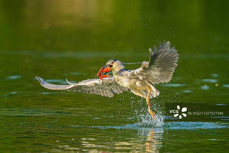 夜鹭捕红鱼图片素材