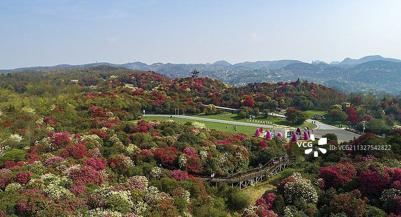 中国 贵州 毕节 百里杜鹃图片素材