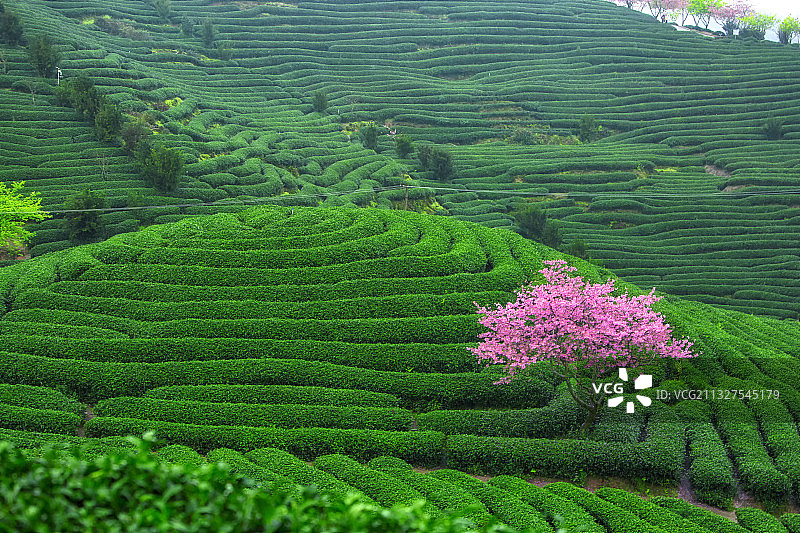 福建漳州永福镇的闽南茶樱花园的樱花盛开正当时。图片素材