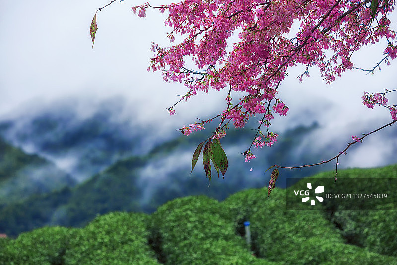 福建漳州永福镇的闽南茶樱花园的樱花正盛开。图片素材