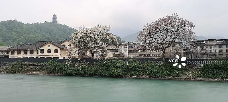 泡桐树花图片素材