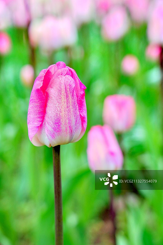 郁金香图片素材