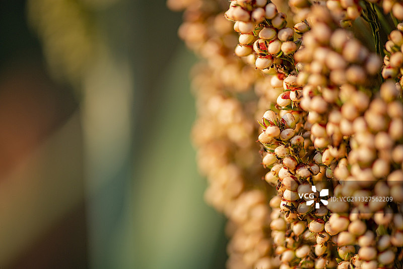 秋天成熟了的高粱图片素材