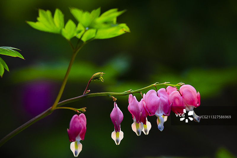 荷包牡丹图片素材