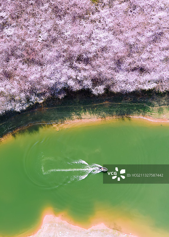 碧水花海图片素材