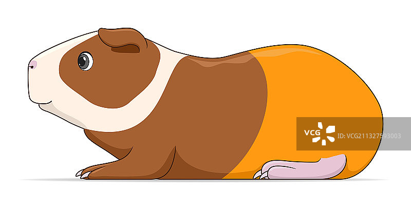 站在白色背景上的豚鼠图片素材