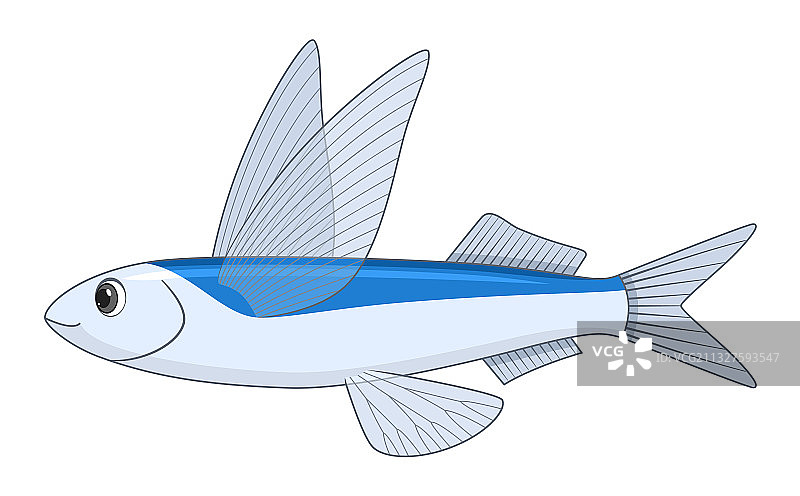 白色背景上的飞鱼图片素材