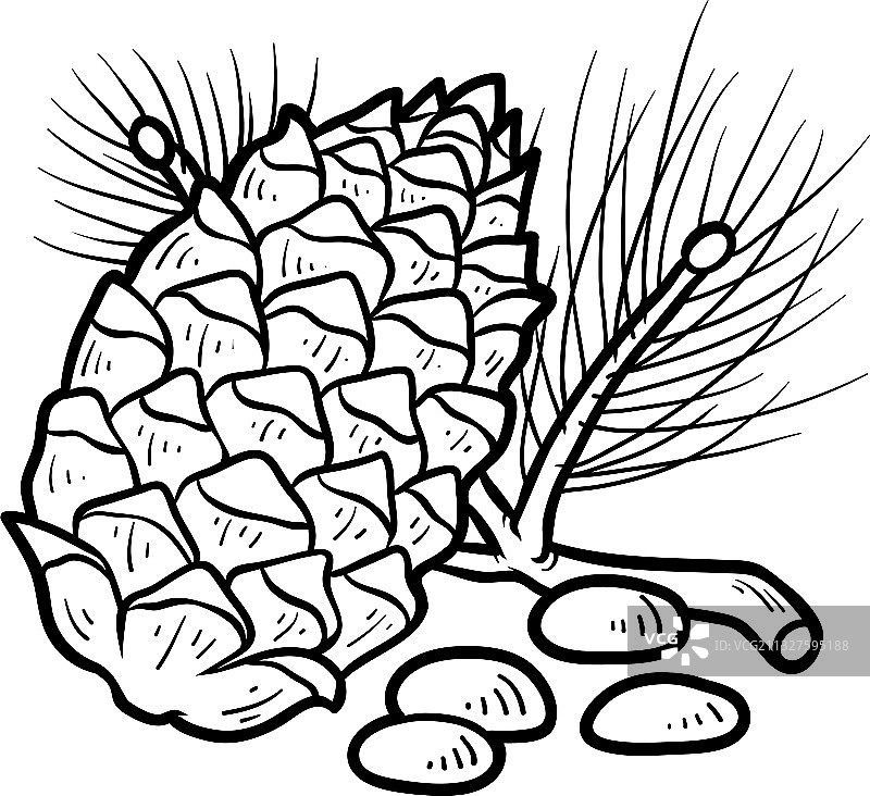 松子着色书图片素材