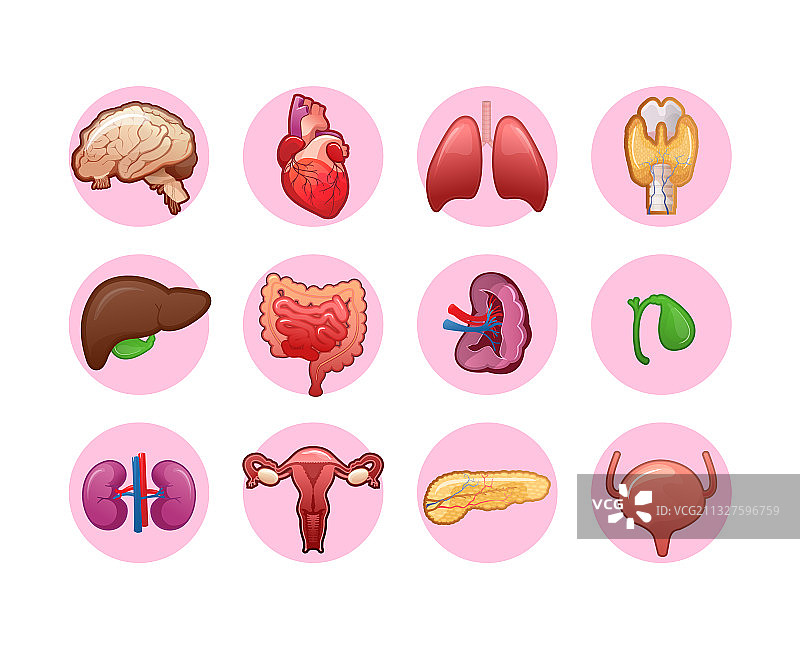 人体内脏器官图标合集图片素材