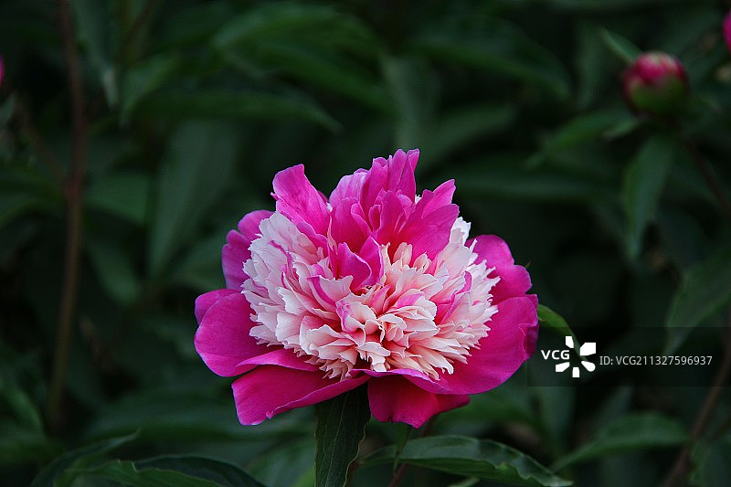 芍药 情花 牡丹的姊妹花图片素材