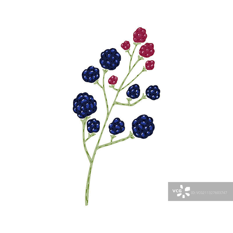 树枝黑莓和覆盆子（白色背景）图片素材