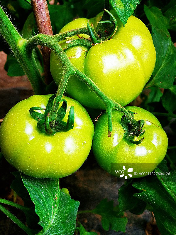 西红柿图片素材