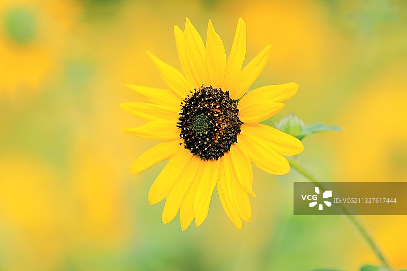 南园滨江绿地 上海图片素材