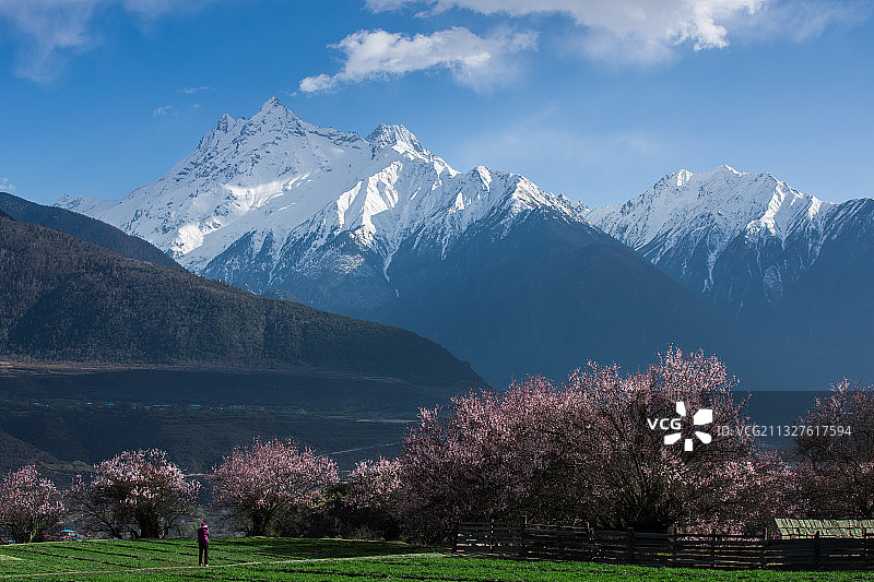 回味林芝桃花图片素材