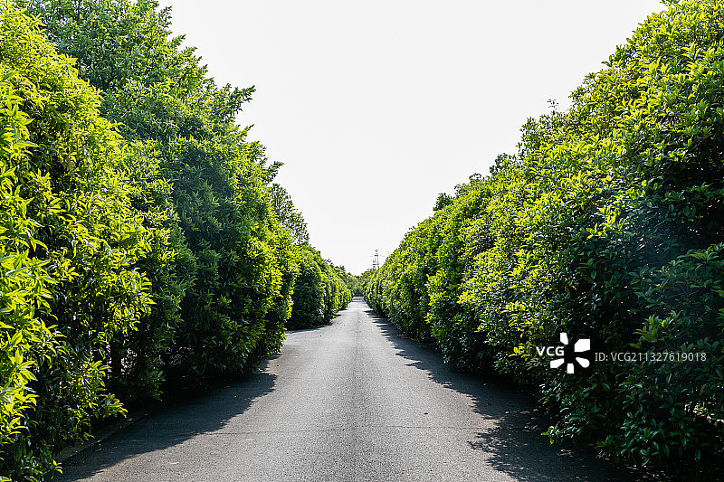 太仓现代农业园 苏州图片素材