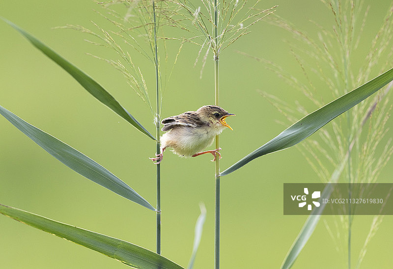 棕扇尾莺图片素材
