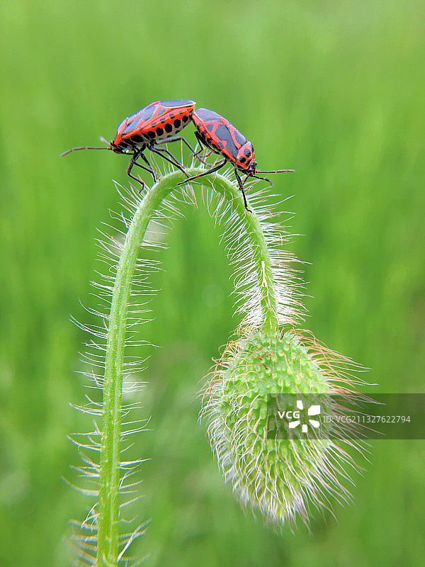 爱之桥图片素材