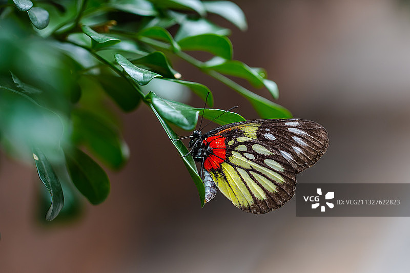 自然生态之美-蝴蝶图片素材