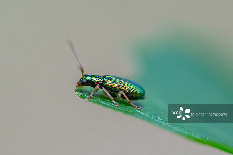 自然生态之美-甲虫图片素材