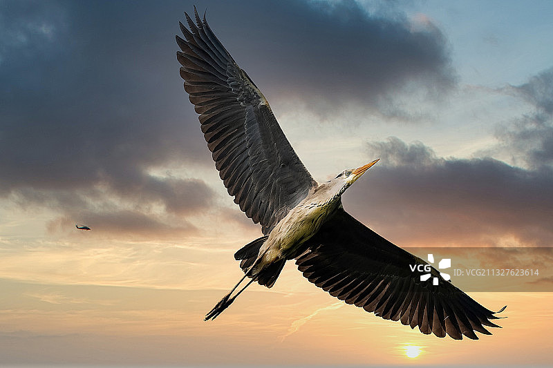 展翅飞翔图片素材