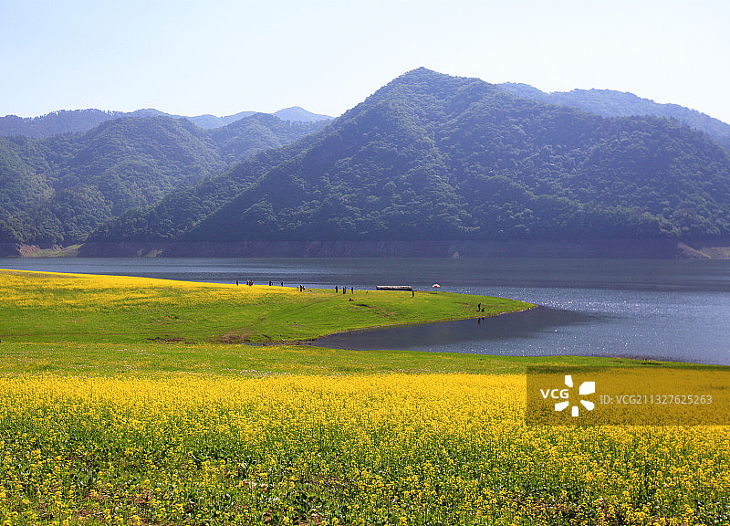 辽宁丹东宽甸绿江村之油菜花海图片素材