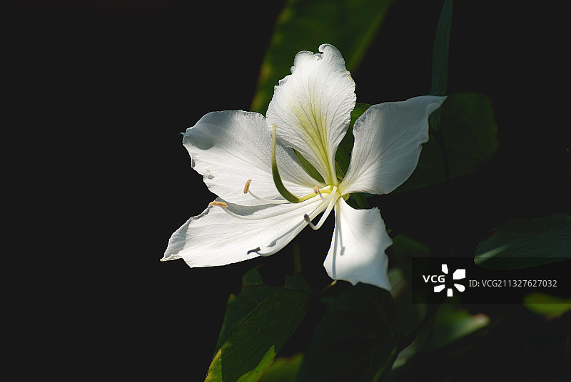 紫荆花图片素材
