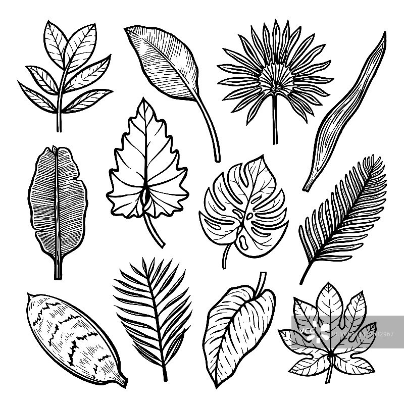 热带异域树叶组合（棕榈树，喜林芋）图片素材