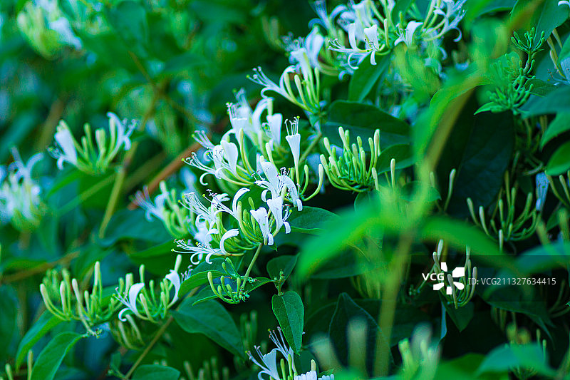 新鲜盛开的金银花中草药图片素材