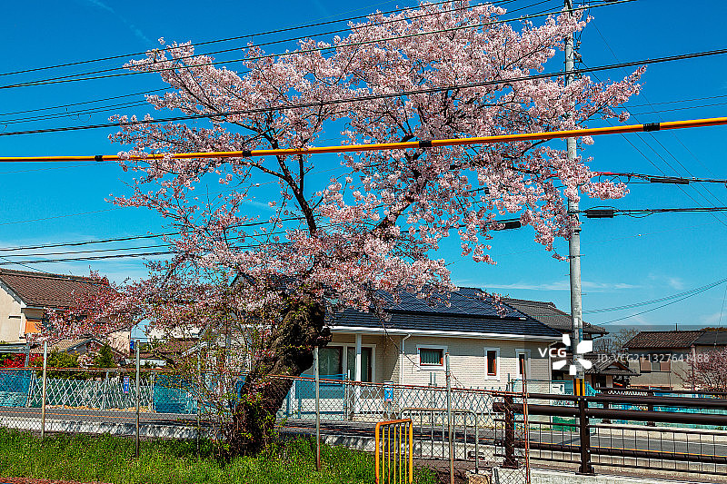 京都樱花图片素材