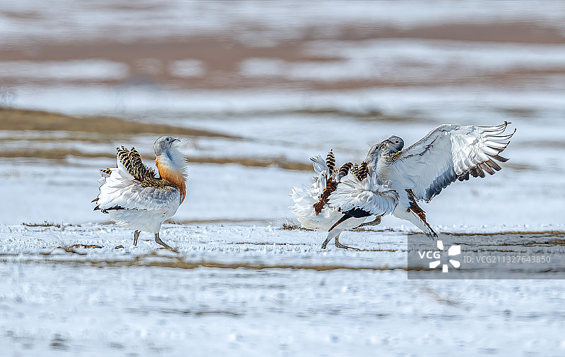 在一片白雪皑皑的草原上，两只大鴇在激烈地打斗。图片素材