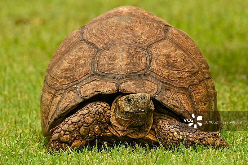 肯尼亚，在雨季觅食的豹纹陆龟图片素材