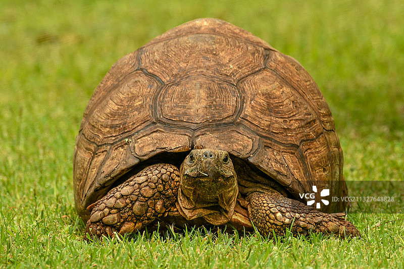 东非肯尼亚，雨季觅食的豹纹陆龟图片素材