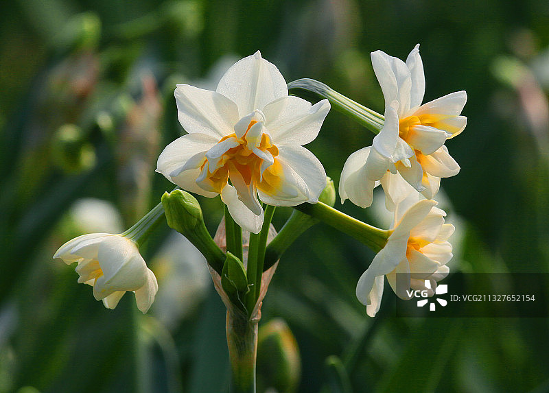 中国上海崇明重瓣水仙花图片素材