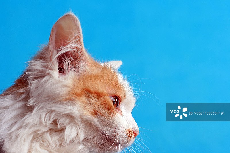 萌宠猫咪图片素材