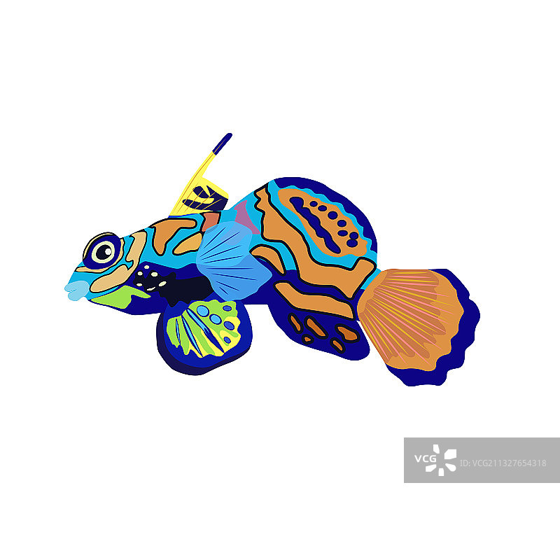 贝壳中美丽的鳜鱼图片素材