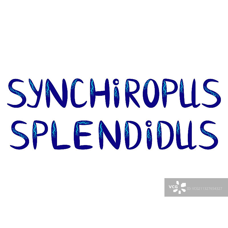 贝壳中美丽的鳜鱼图片素材