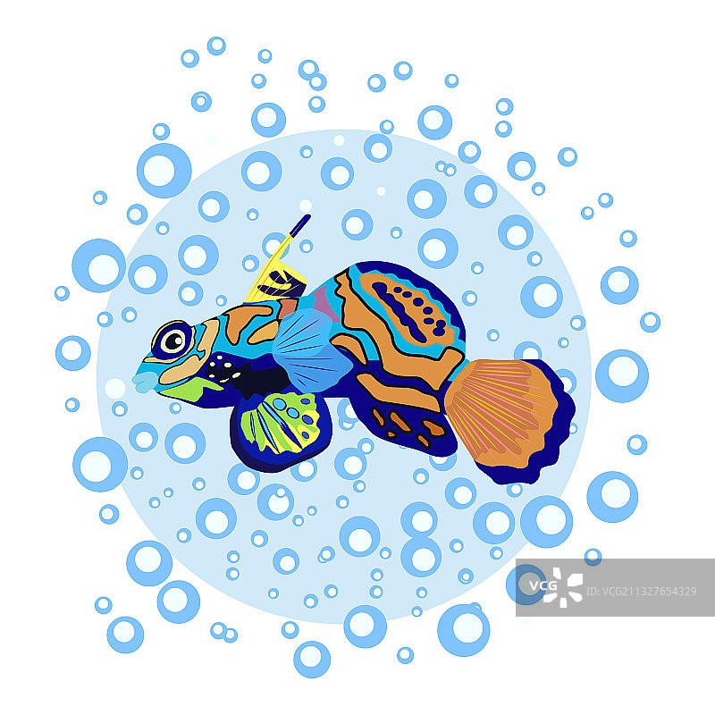 水中的美丽鳜鱼图片素材