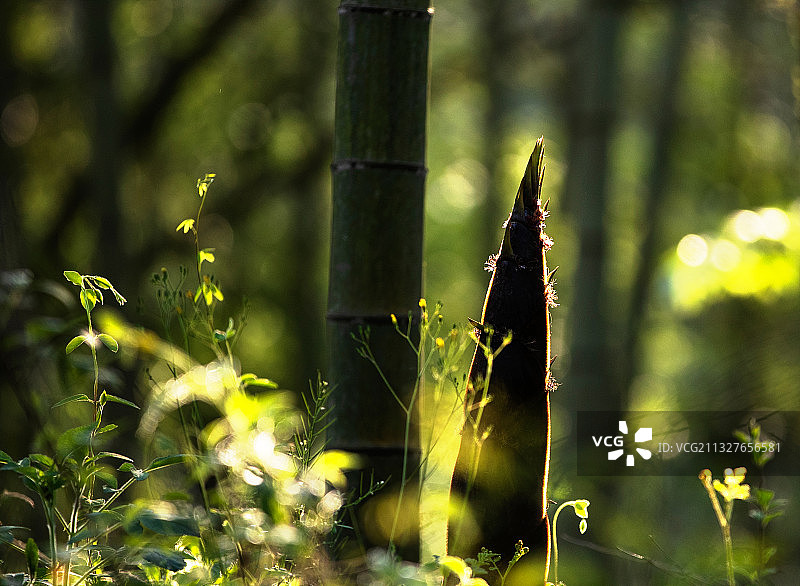 雨后春笋图片素材