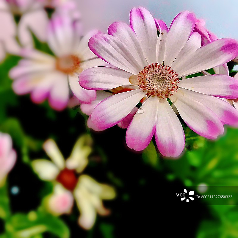 春暖花開图片素材