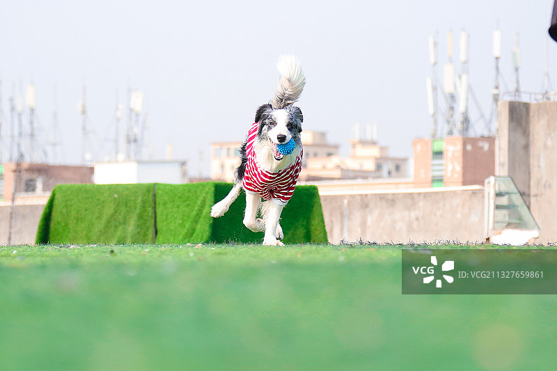 穿着衣服玩捡球的陨石边牧图片素材