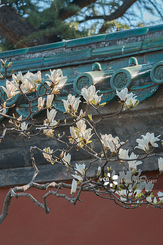 北京天坛公园斋宫建筑和春天的鲜花图片素材