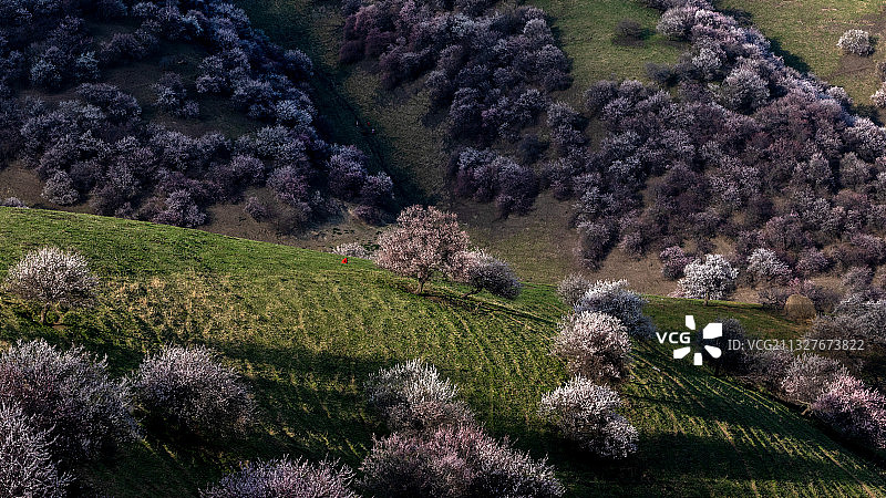新疆吐尔根杏花沟春色图片素材