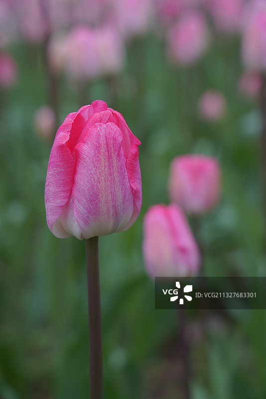 郁金香图片素材