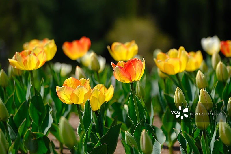 沈阳世博园的郁金香图片素材