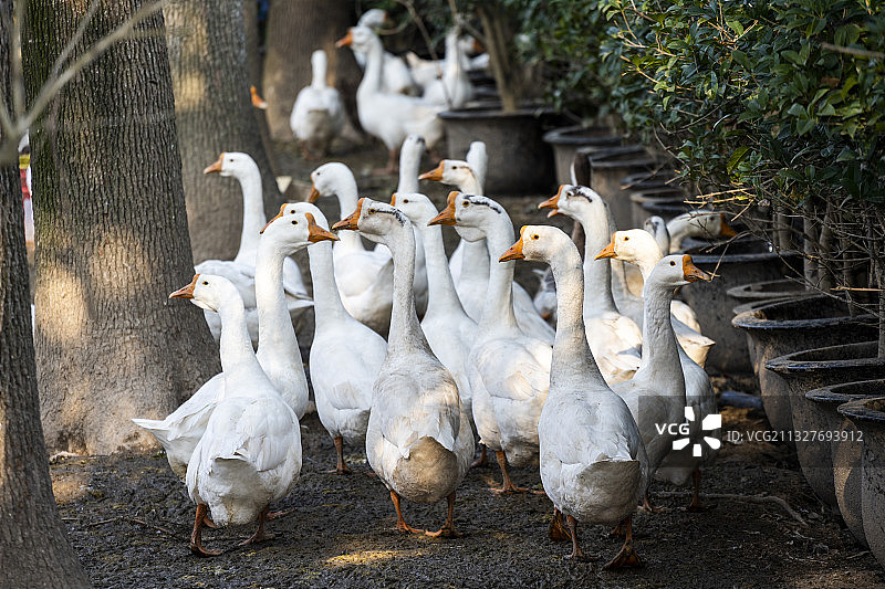 一群农村散养放养大白鹅笨鹅家禽图片素材