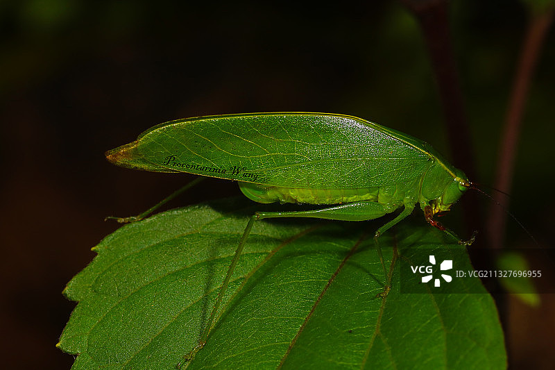 露螽Phaneropteridae图片素材