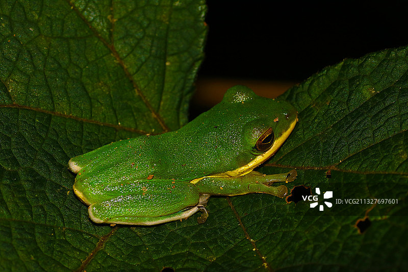 泛树蛙Polypedates sp.图片素材