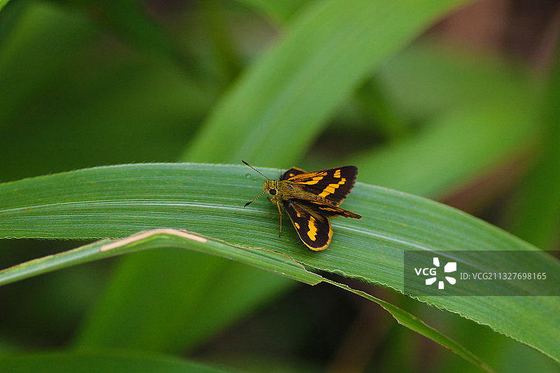 弄蝶 Hesperiidae图片素材